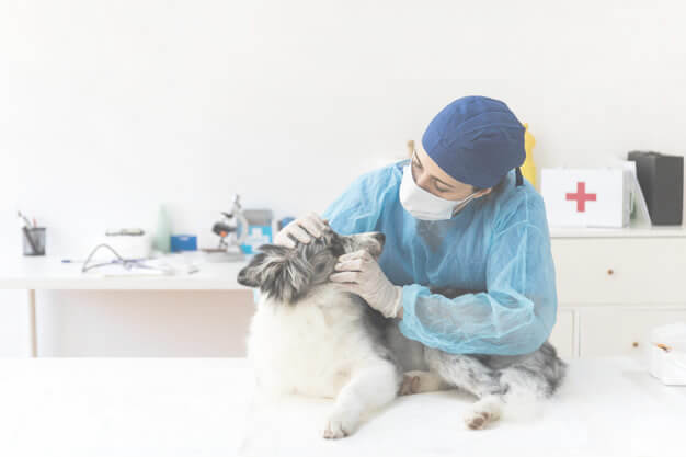 Mejores veterinarios 24h